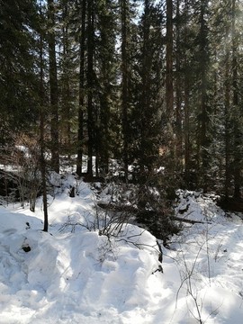 雪山森林