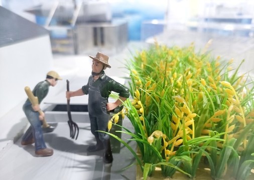 水稻種植