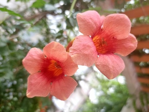 凌霄花