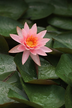 盛開的蓮花