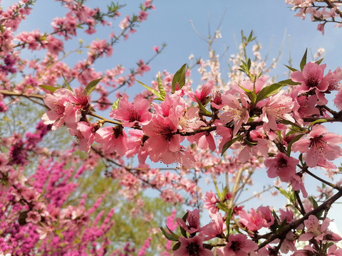 桃花