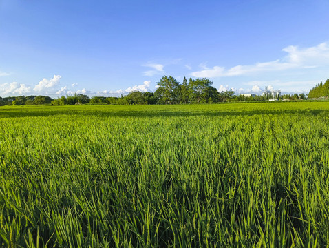 稻田綠葉風(fēng)景