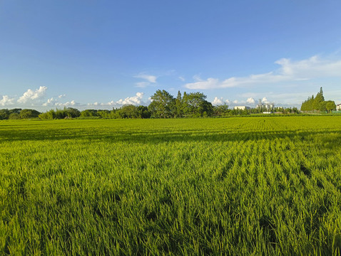 良田原野