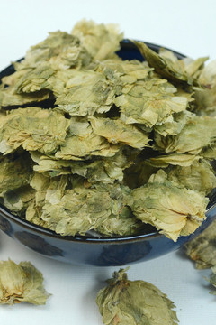 啤酒花忽布蛇麻花酵母花