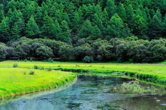 稻城亞丁沖古草甸森林小溪流水