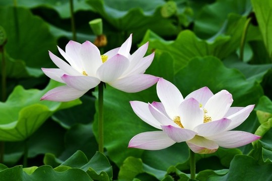 荷花