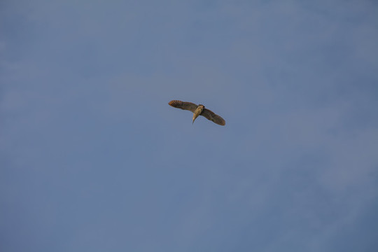 壽縣鳥島