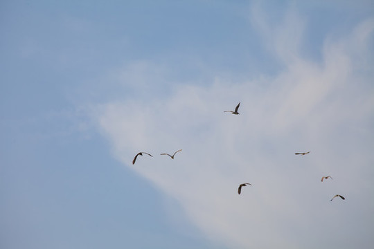 壽縣鳥島