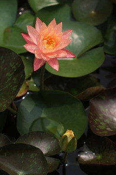 睡蓮