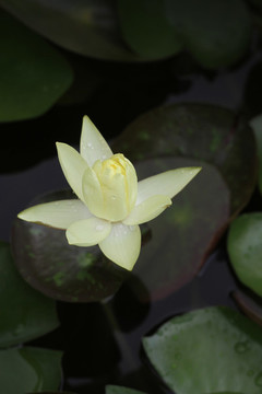 蓮花初開