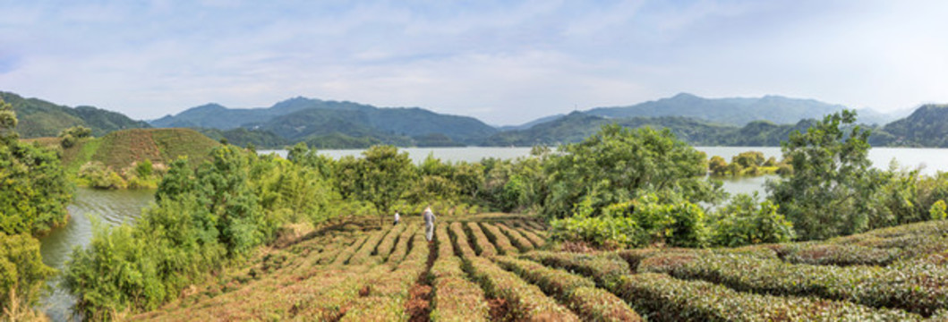 響洪甸水庫庫區(qū)茶園全景圖