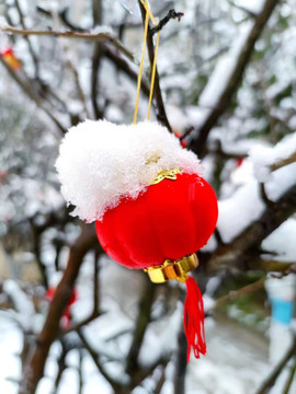 雪中一抹紅