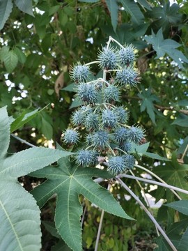 蓖麻種植