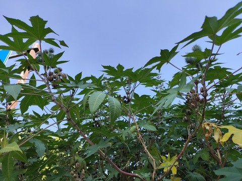 蓖麻種子