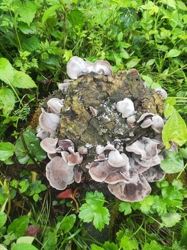 野生黑木耳特寫