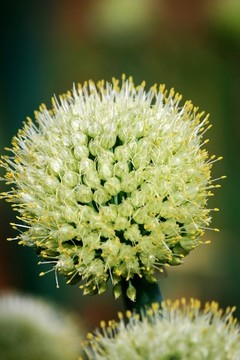 大蔥開花