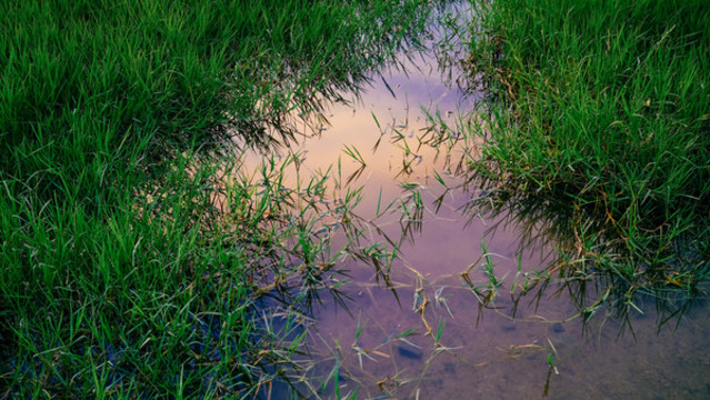 湖面水草夕陽