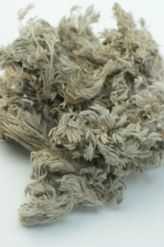 中草藥茵陳