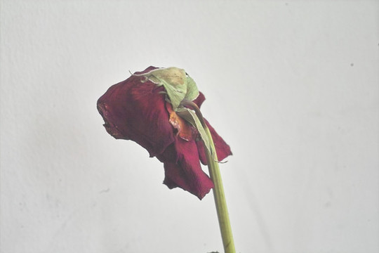 干紅玫瑰