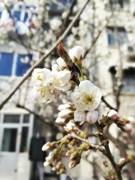 櫻桃花