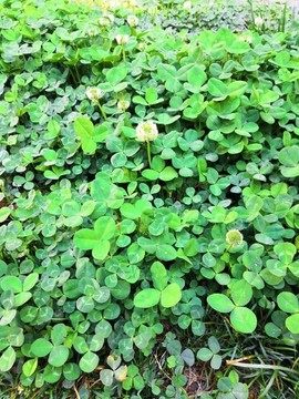 白花三葉草
