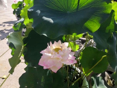 夏日荷花