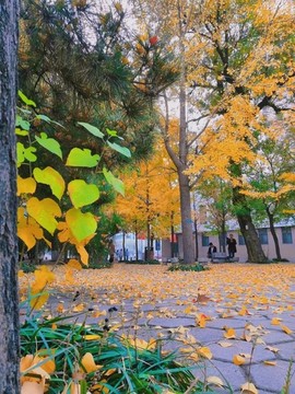銀杏秋日落葉