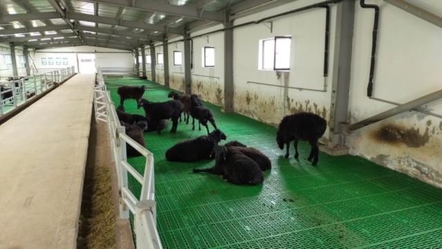 養(yǎng)殖羊基地