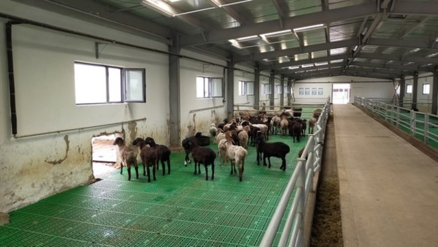 養(yǎng)殖羊基地