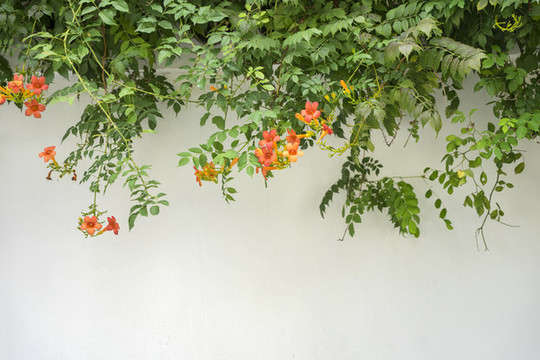 凌霄花