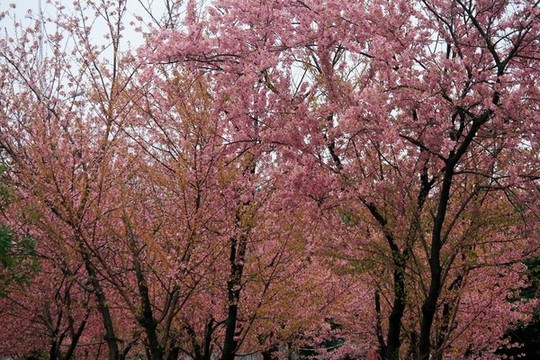 櫻花