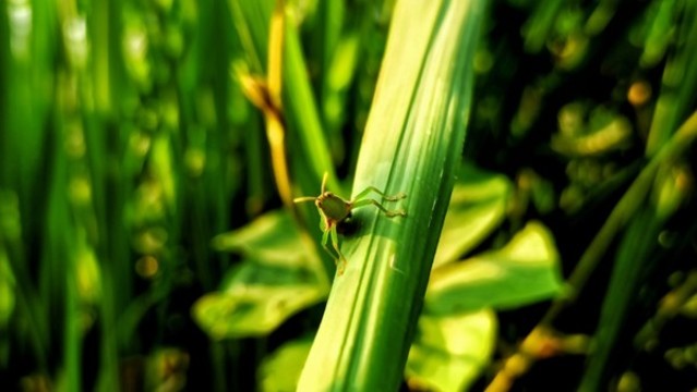 綠葉與昆蟲