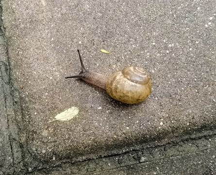 小蝸牛