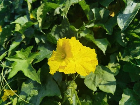 絲瓜花