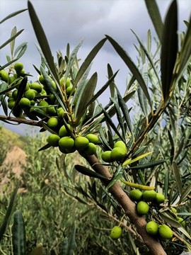 油橄欖種植