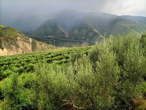 油橄欖種植