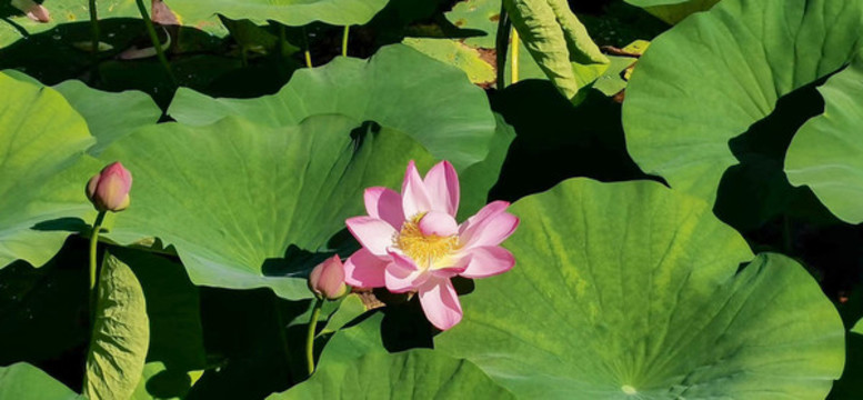 荷花背景圖