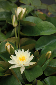 蓮花盛開(kāi)