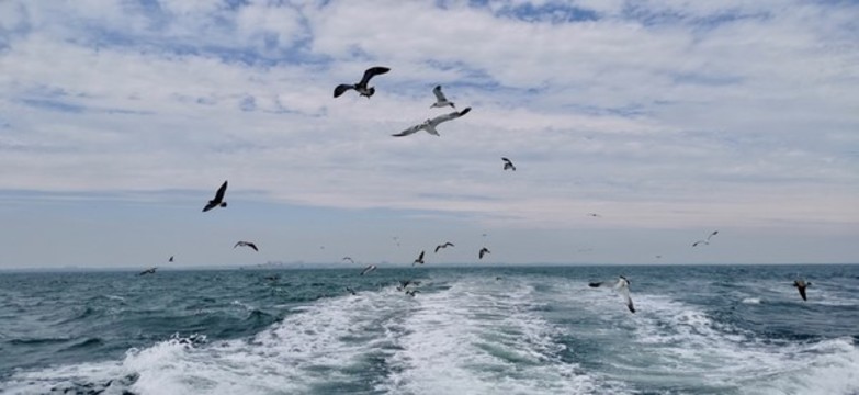 群飛的海鷗