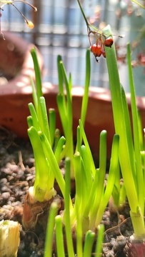 蒜頭種植