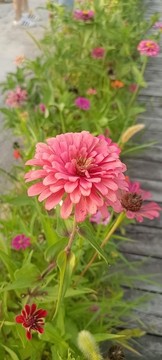山上野菊花