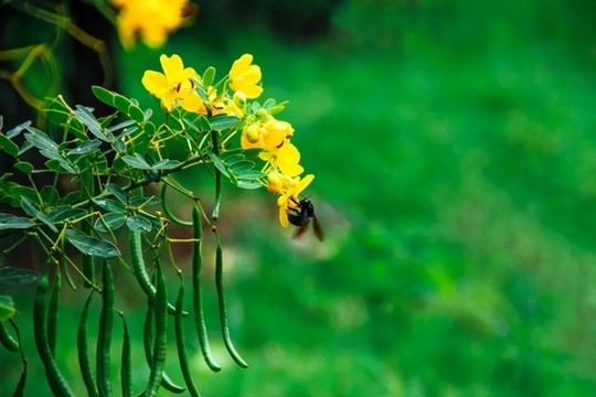 掛滿枝頭的鮮艷花朵