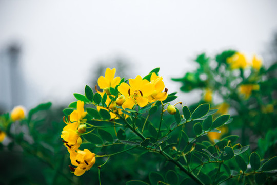 近距離拍攝的鮮艷花朵