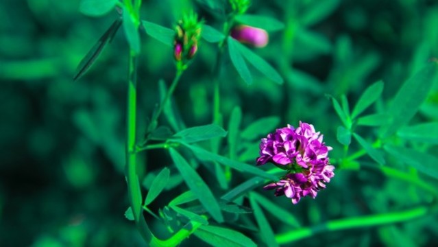 橫畫幅拍攝的紫色花朵