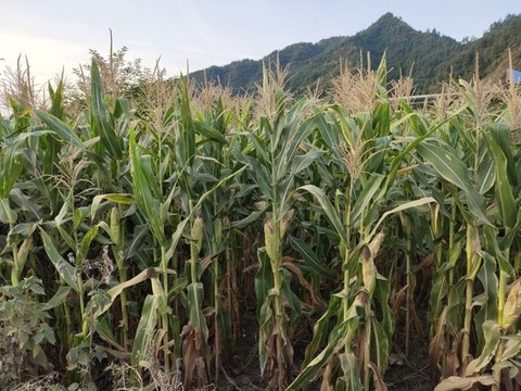 玉米
