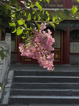 紫薇花