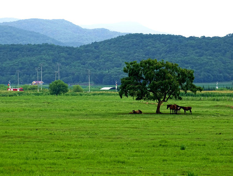 草原風(fēng)光