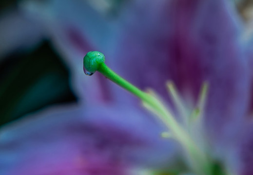 錦帶花蕊