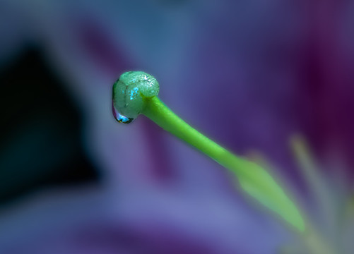 錦帶花蕊