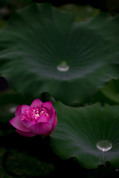荷花與水珠